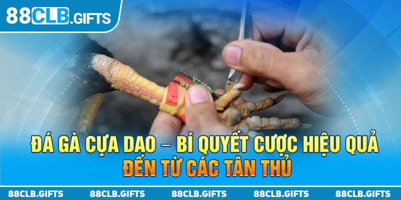 Đá Gà Cựa Dao - Bí Quyết Cược Hiệu Quả Đến Từ Các Tân Thủ