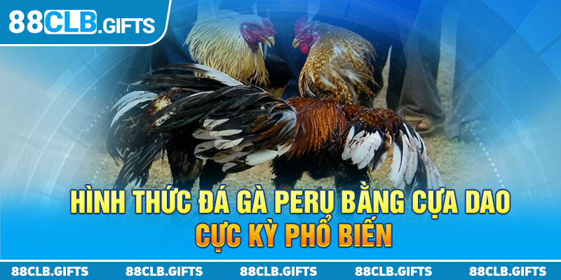 Hình thức đá gà Peru bằng cựa dao cực kỳ phổ biến