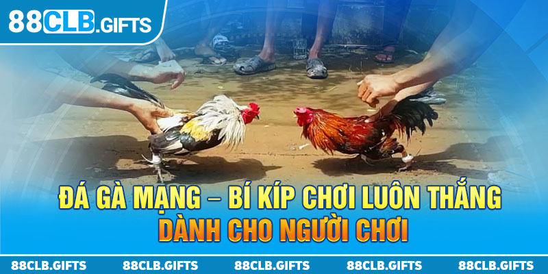 Đá Gà Mạng - Bí Kíp Chơi Luôn Thắng Dành Cho Người Chơi